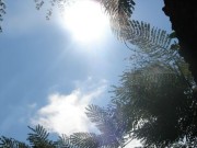 Thumbs/tn_Dsc07252.jpg